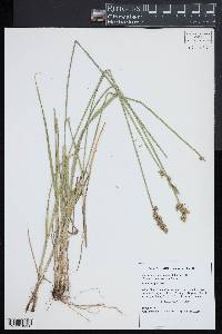 Carex stipata var. stipata image