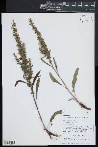 Rumex crispus subsp. crispus image