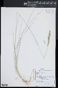 Poa pratensis subsp. pratensis image