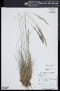 Festuca trachyphylla image