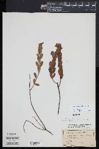 Hypericum crux-andreae image