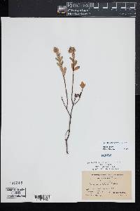 Hypericum crux-andreae image