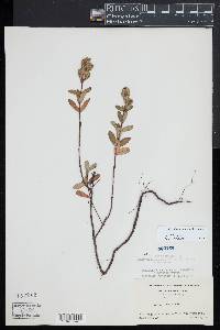 Hypericum crux-andreae image