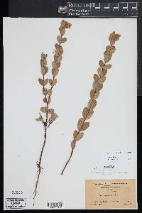 Hypericum crux-andreae image