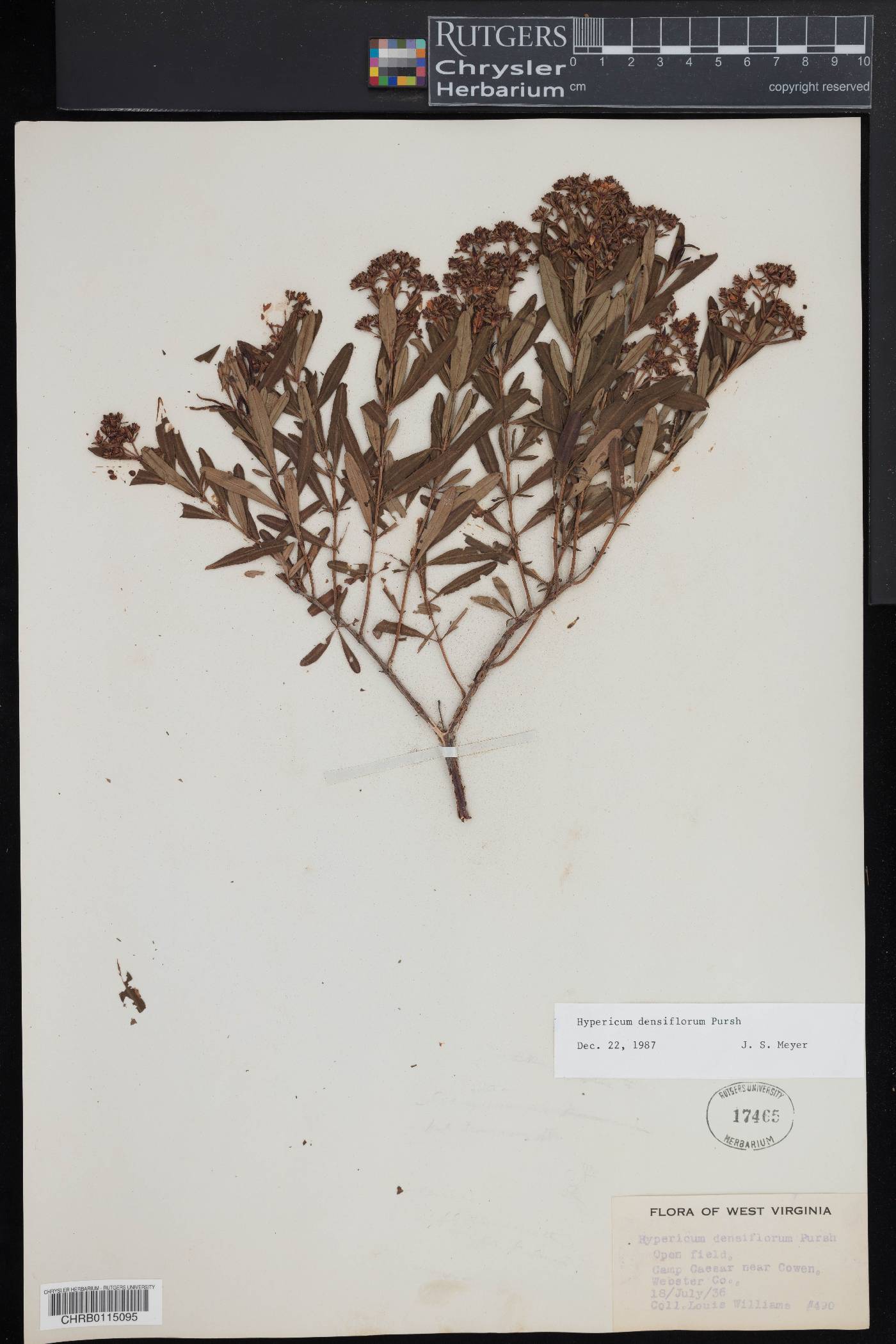 Hypericum densiflorum image