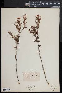 Hypericum densiflorum image