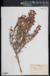 Hypericum densiflorum image