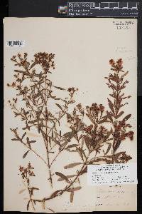 Hypericum densiflorum image