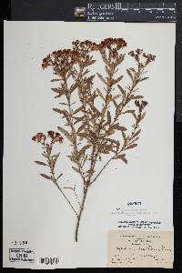 Hypericum densiflorum image