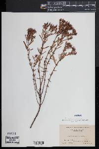 Hypericum densiflorum image