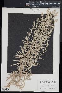 Artemisia stelleriana image