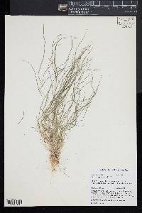 Agrostis vinealis image