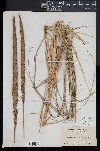 Ammophila breviligulata image