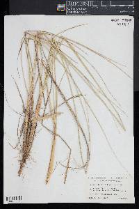 Ammophila breviligulata image