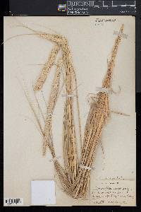 Ammophila breviligulata image