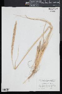 Ammophila breviligulata image