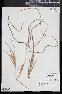 Andropogon ternarius image