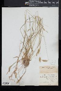 Anthoxanthum odoratum image