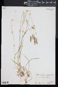 Anthoxanthum odoratum image