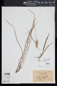 Anthoxanthum nitens image