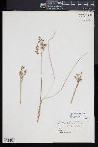 Anthoxanthum nitens image