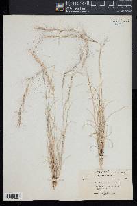 Aristida purpurea var. nealleyi image