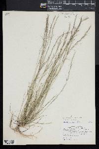 Aristida longespica image