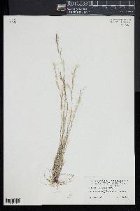 Aristida longespica image