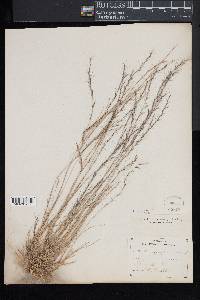 Aristida longespica image