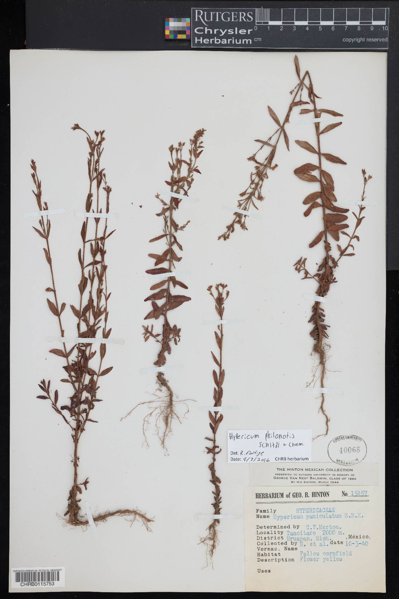 Hypericum philonotis image
