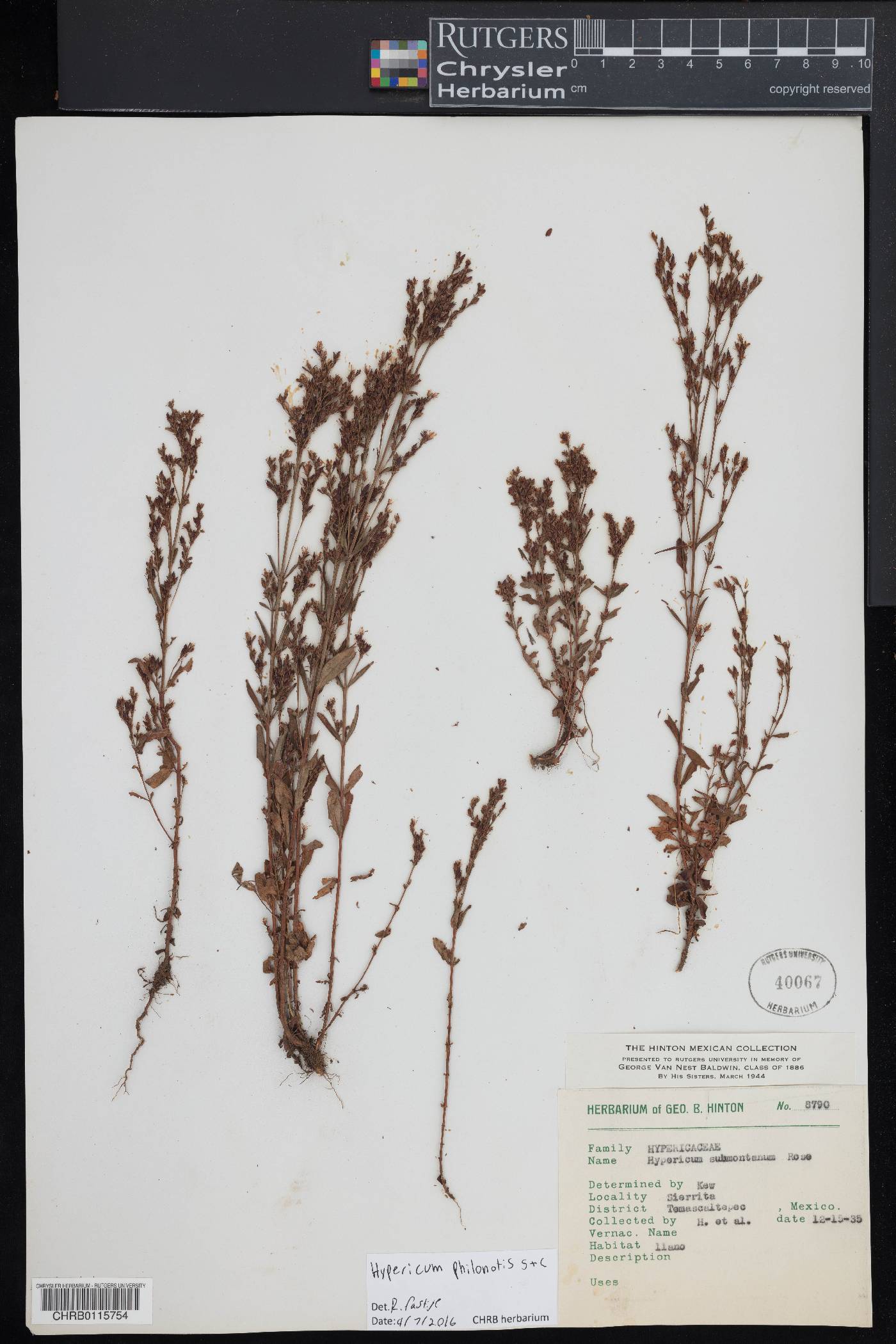 Hypericum philonotis image