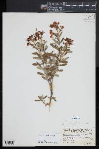 Hypericum prolificum image