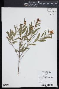 Hypericum prolificum image