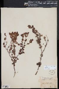 Hypericum tetrapetalum image