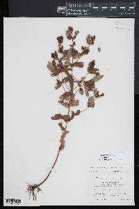 Hypericum virginicum image