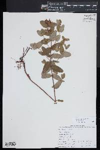 Hypericum virginicum image