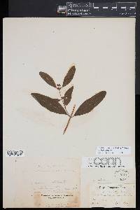 Hypericum walteri image