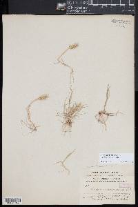 Hordeum marinum image