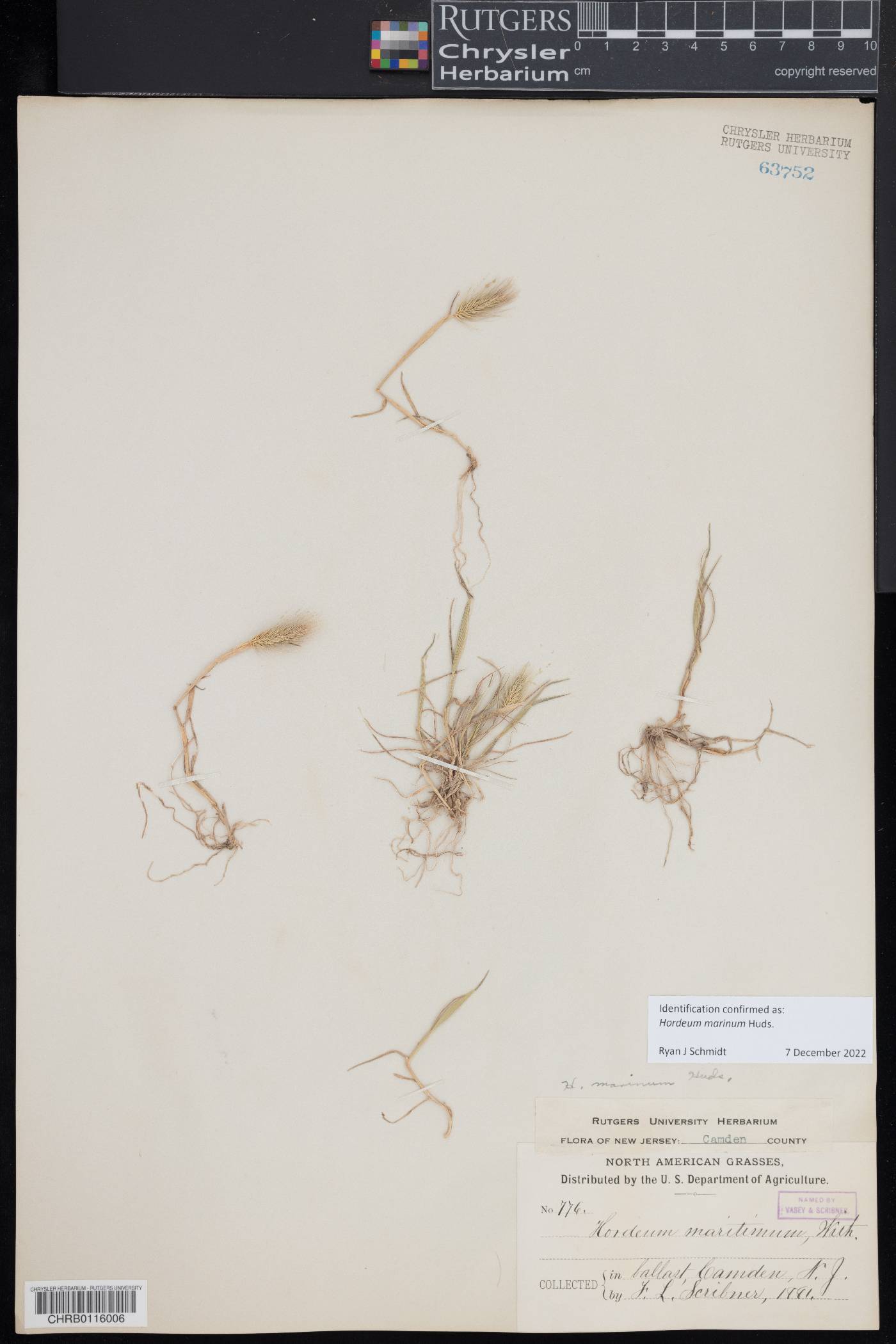 Hordeum marinum image