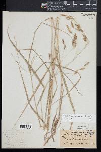 Bromus anomalus image