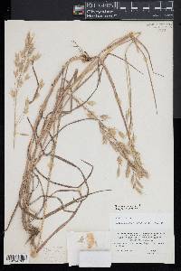 Bromus arvensis image