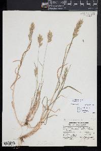 Bromus hordeaceus image