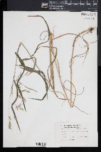 Bromus latiglumis image