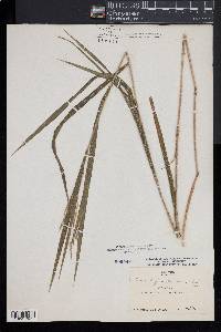 Bromus latiglumis image