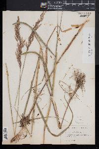 Calamagrostis stricta image