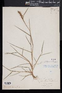 Cenchrus spinifex image