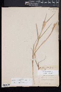 Cenchrus spinifex image