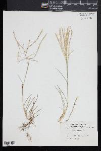 Chloris verticillata image