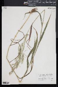 Cinna arundinacea image