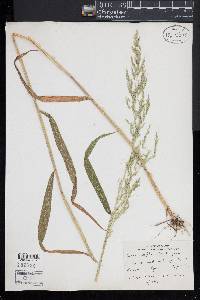 Muhlenbergia frondosa image